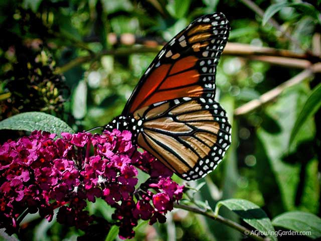 Plants That Attract Butterflies to Your Garden