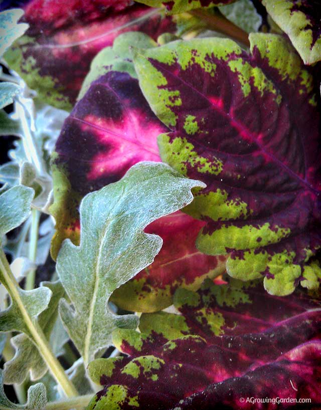 Coleus and Dusty Miller