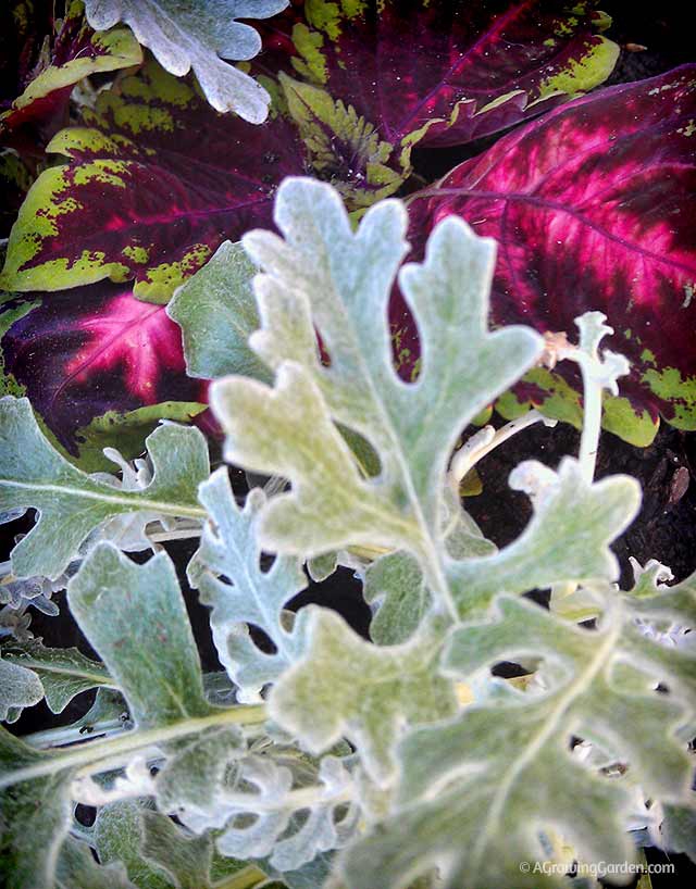 Plant Dusty Miller with Coleus