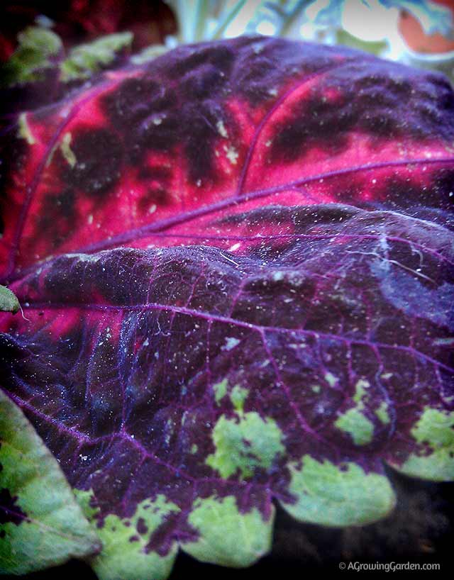 Coleus