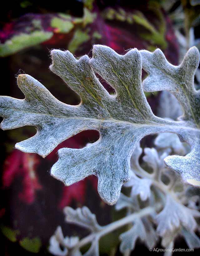 Dusty Miller