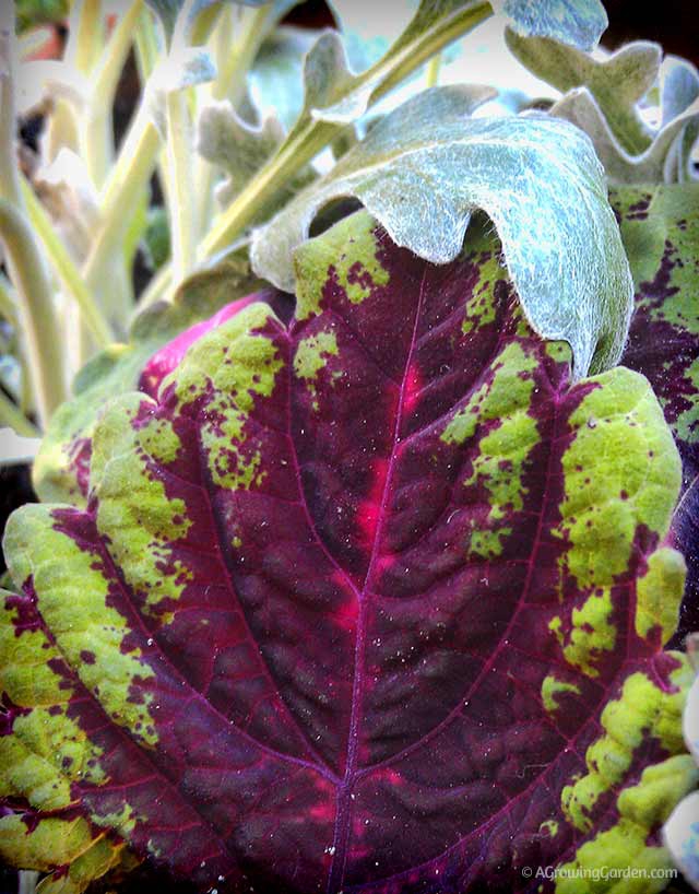 Planting Dusty Miller with Coleus