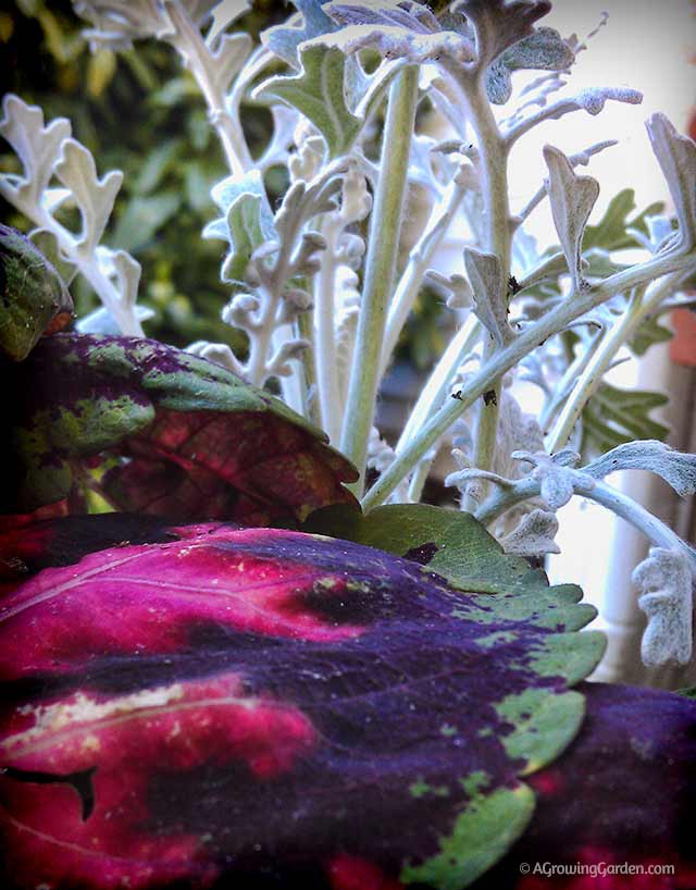 Planting Coleus with Dusty Miller