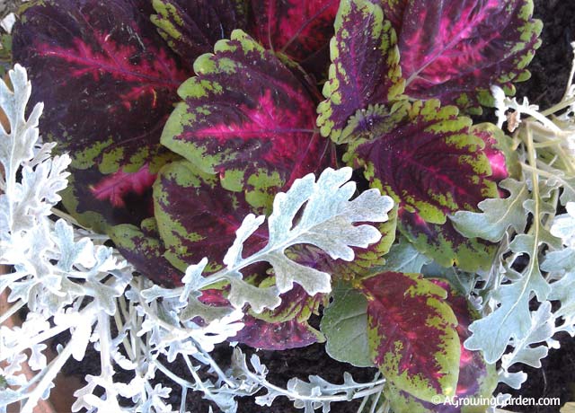 Coleus and Dusty Miller Together