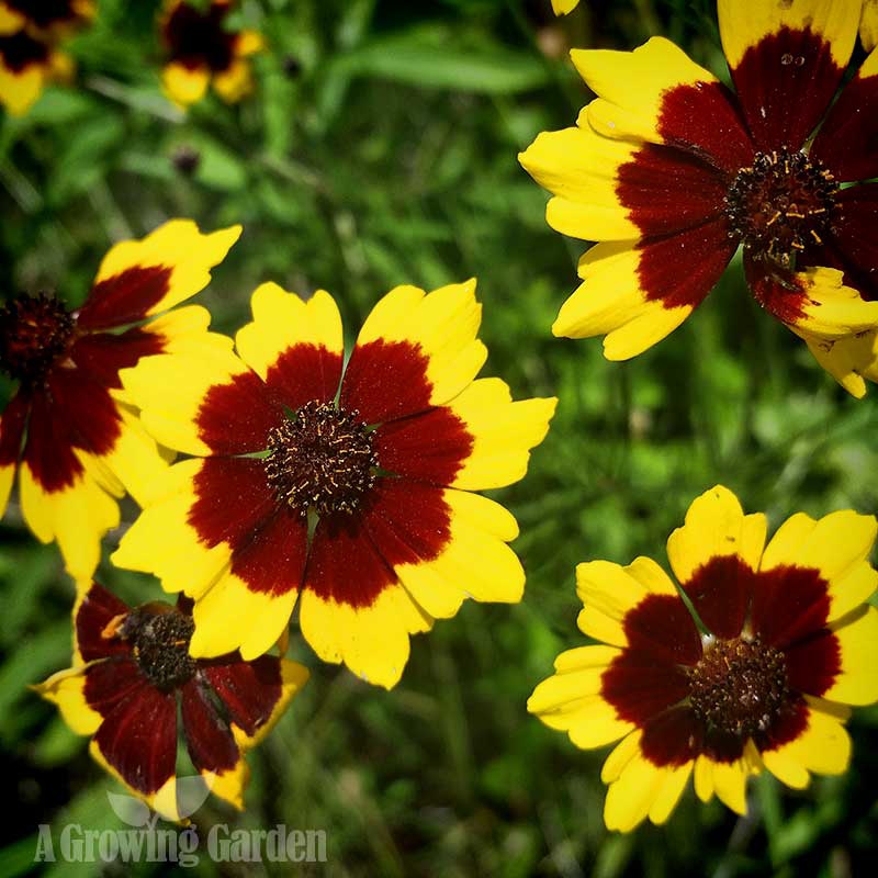 Wildflower Seeds from the Dollar Store