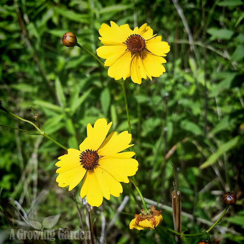 Plains Coreopsis 