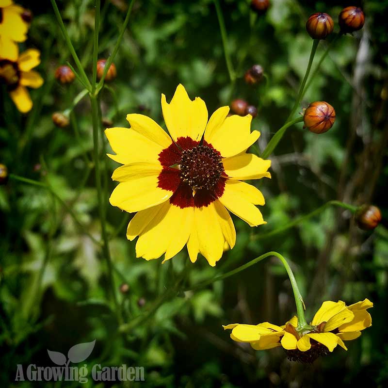 Dollar Store Flower Seeds