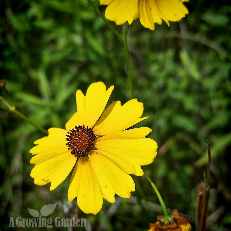 Dollar Store Wildflower Seeds