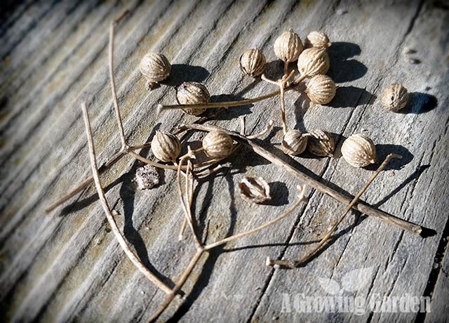 Coriander Seeds