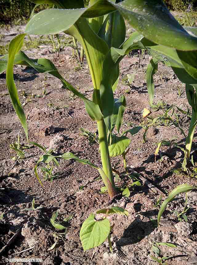 Corn growing in a 3 sisters garden