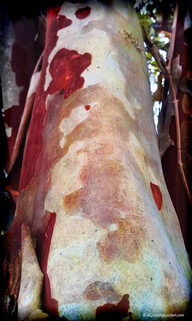 Crepe Myrtle Bark