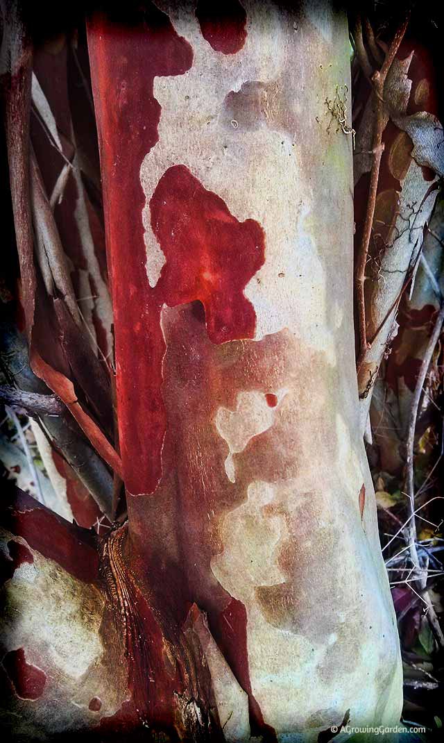 The Incredible Beauty of Crepe Myrtle Bark