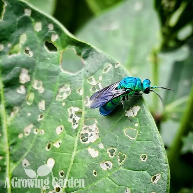 Cuckoo Wasp in Virginia Garden