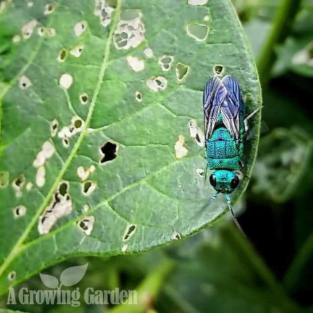 Cuckoo Wasp