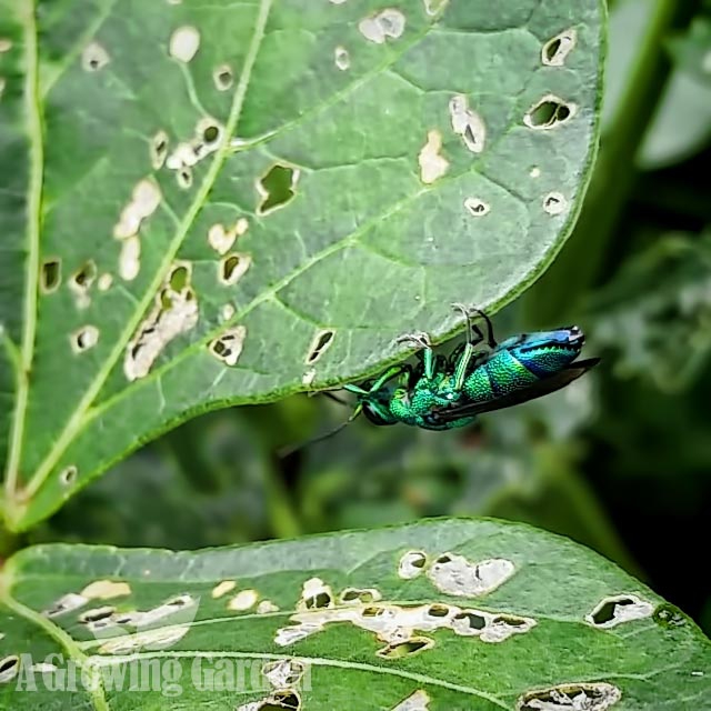 Cuckoo Wasp