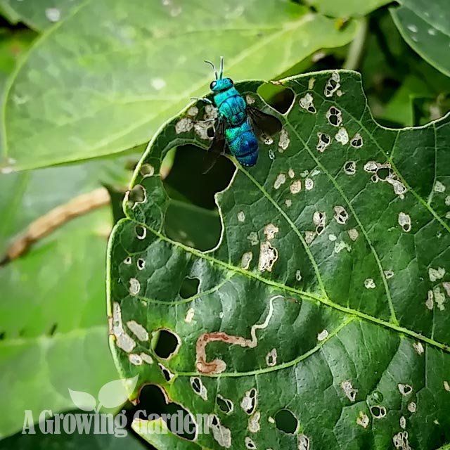 Cuckoo Wasp