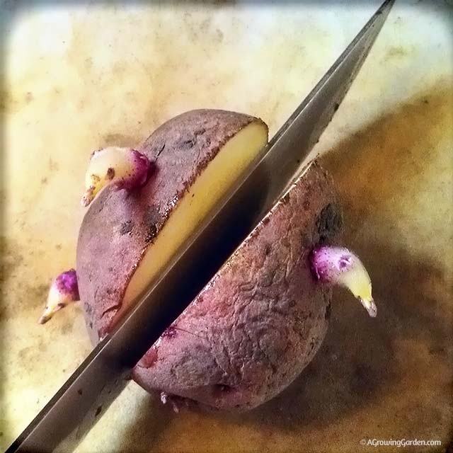 Cutting Seed Potatoes