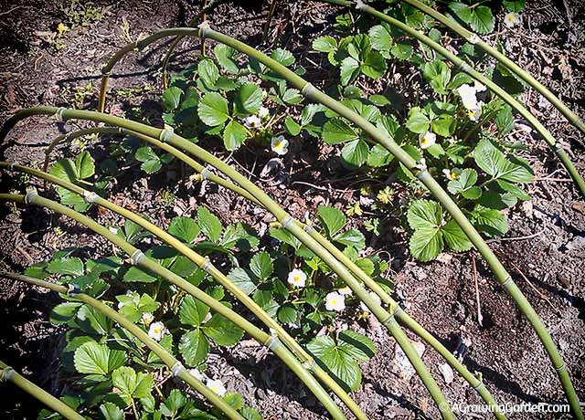 Creating Curved Bamboo Stakes to Support Garden Netting