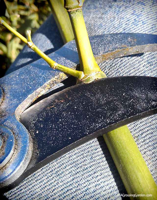 Cutting the branches off bamboo with pruning shears