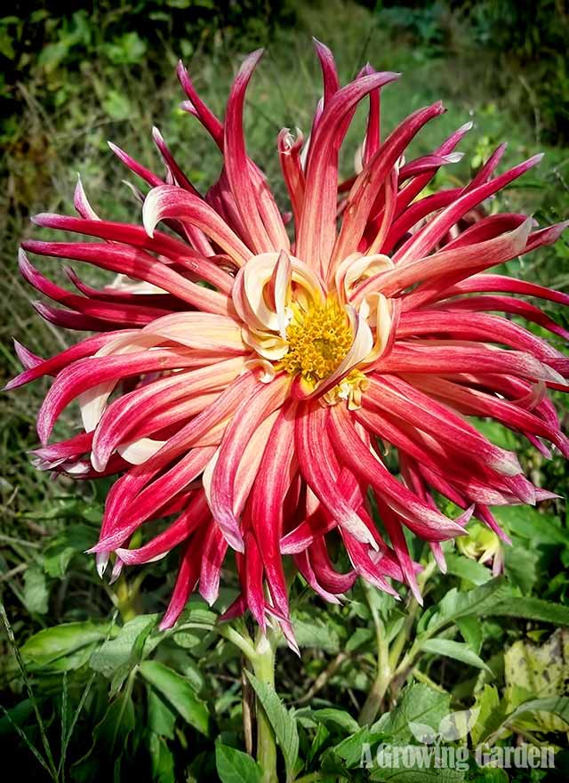 Isn't this Dahlia just gorgeous?