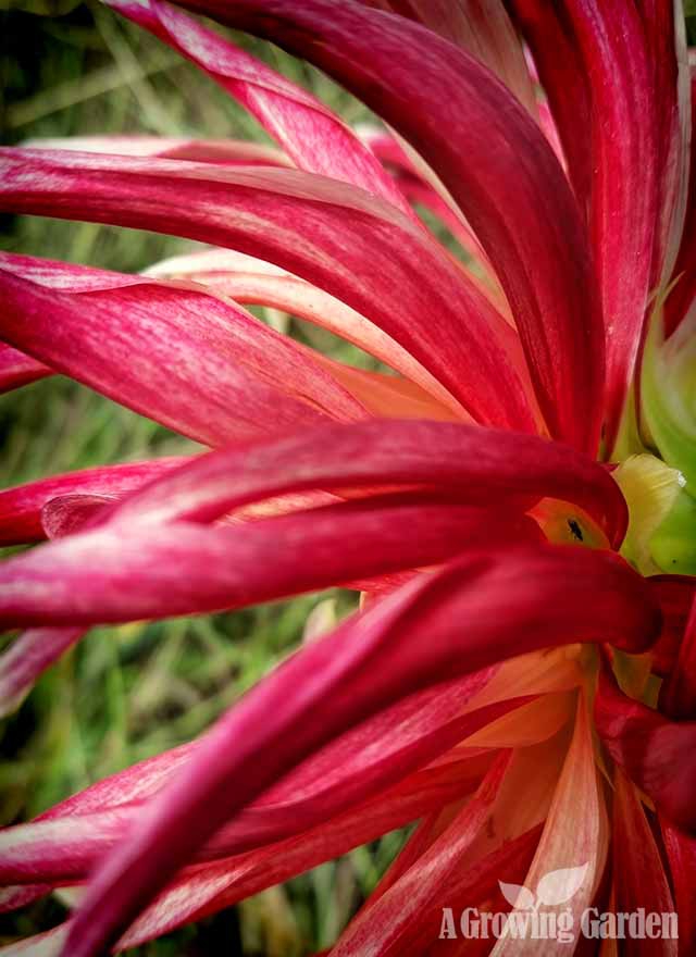 Growing Dahlias