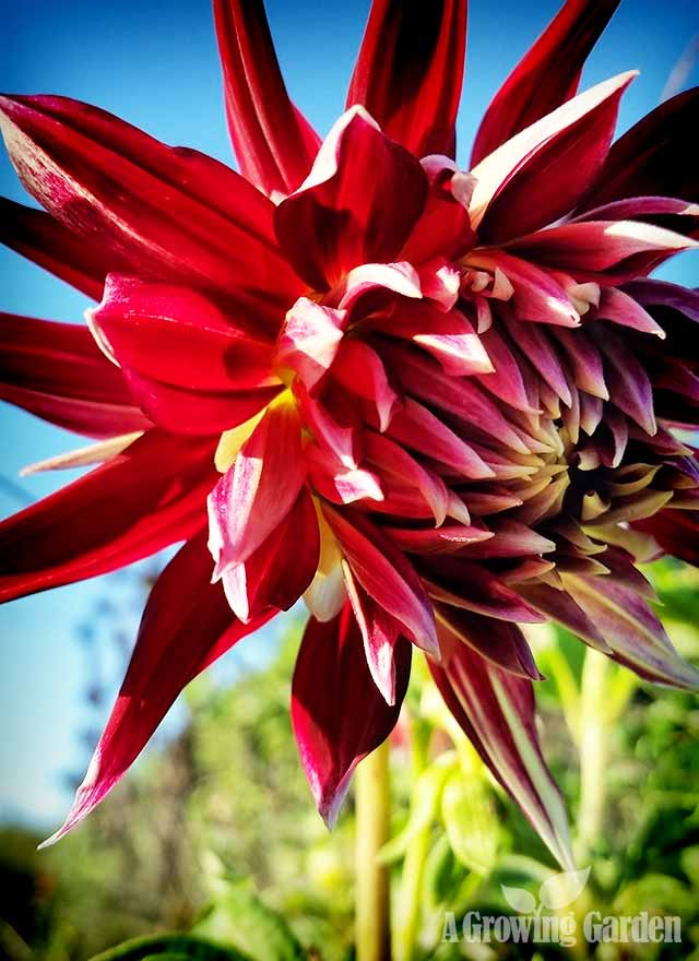 Growing Dahlias