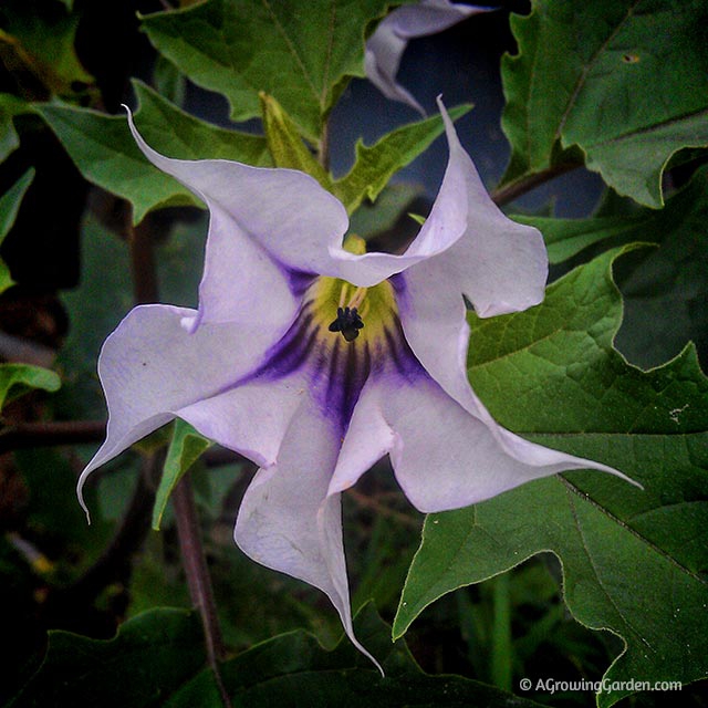 Angel trumpet deals flower