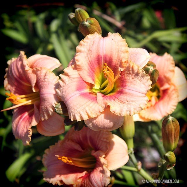 Siloam French Doll Daylily