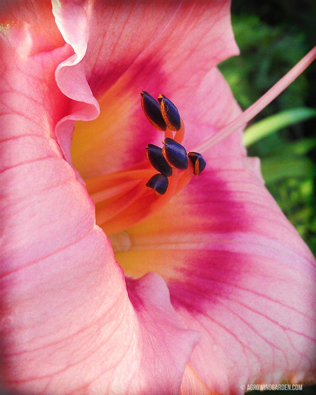 Siloam French Doll Hemerocallis