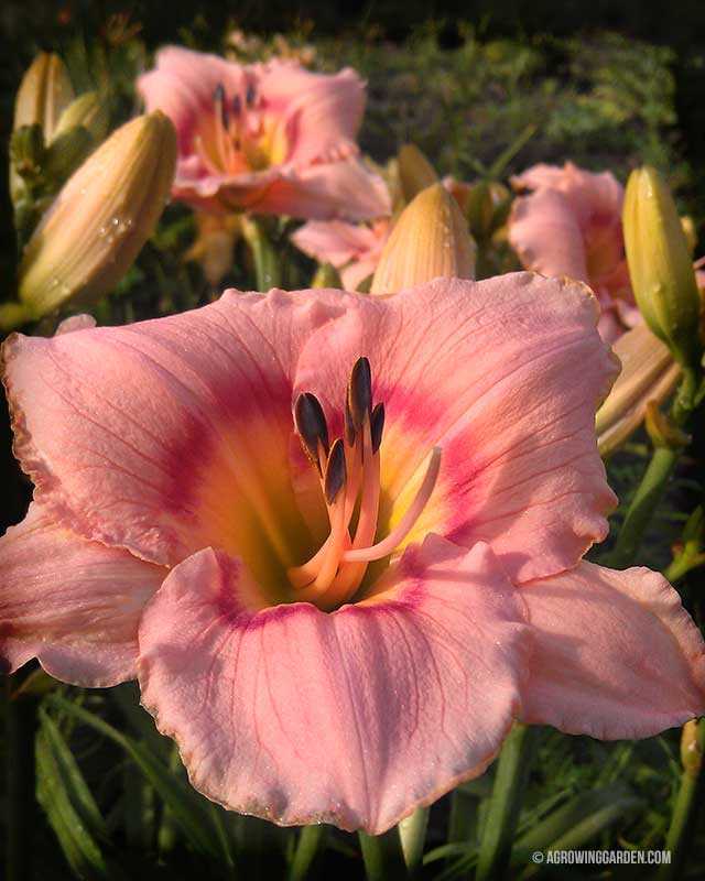 Hemerocallis - Pink Daylilies