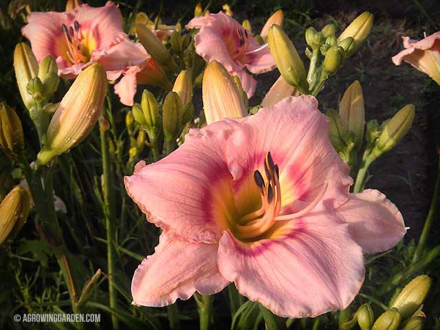 Siloam French Doll Daylilies