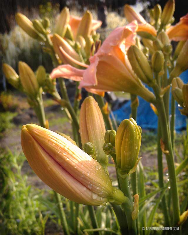 Siloam French Doll Daylily Buds