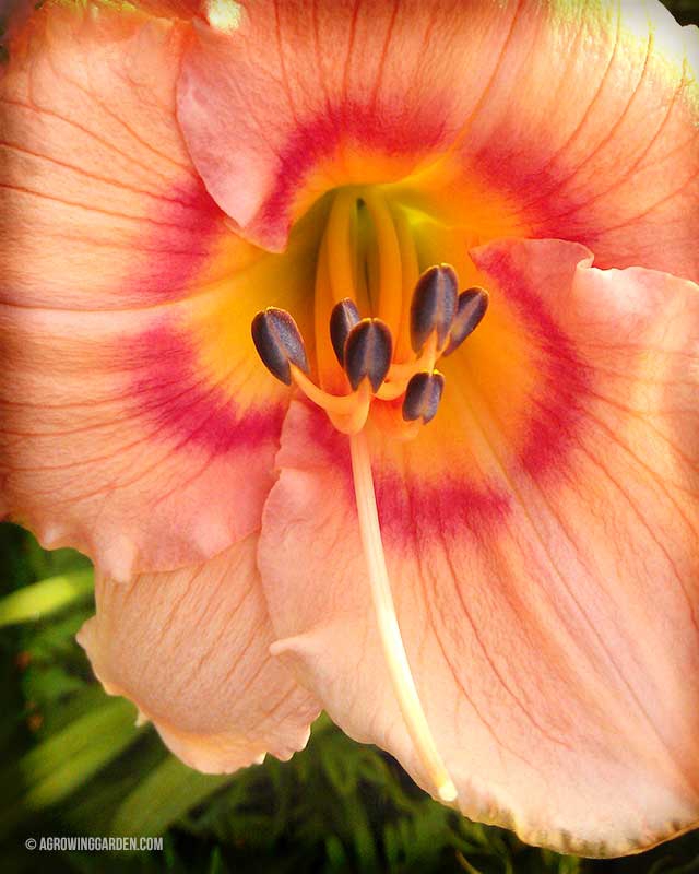 Pastel Pink Daylily Flowers