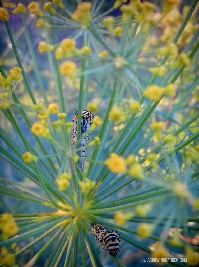 Dill Flowers with Caterpillars