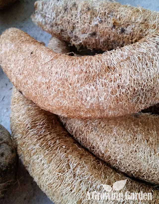 Dried Luffa Gourds