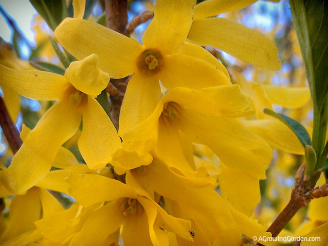 Forsythia in Bloom