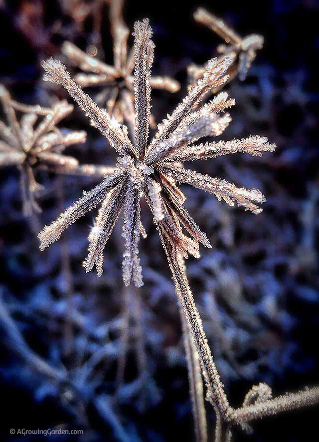 Frost on Plants