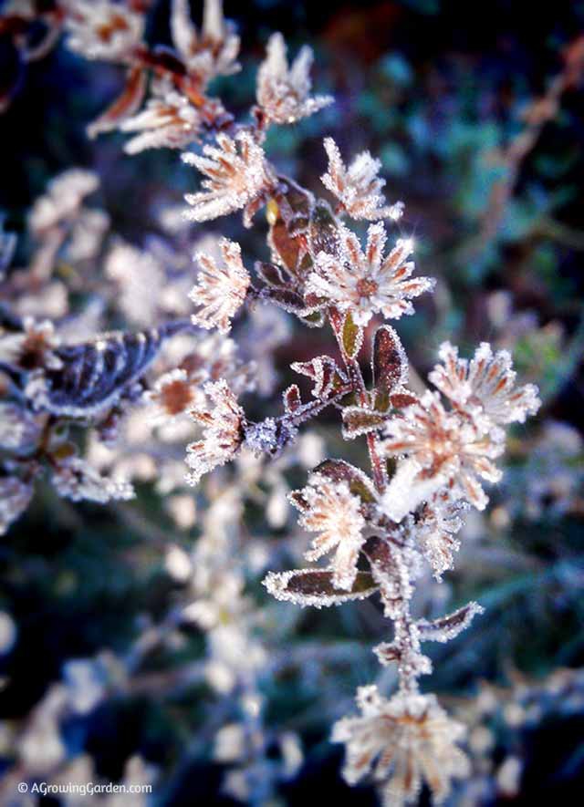 Frost Glistening on Plants