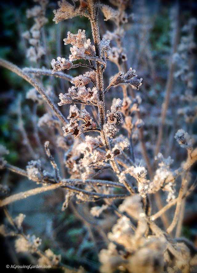 Frost Glistening in the Garden