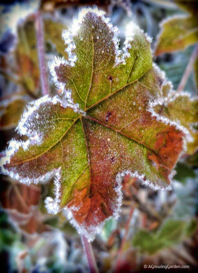 Frost in the Garden
