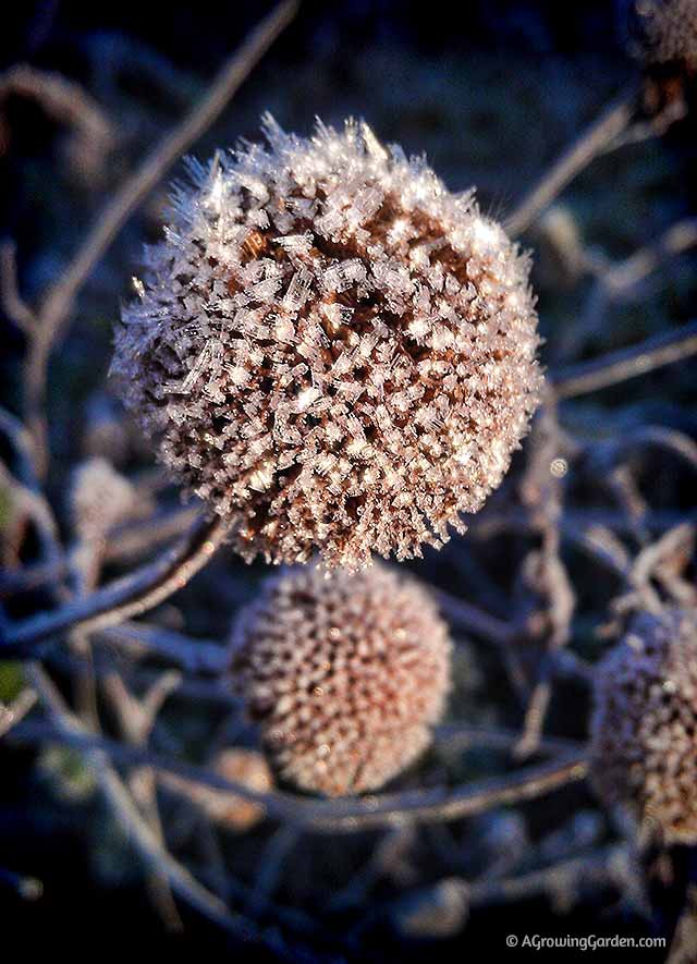 Frost on plants in the garden