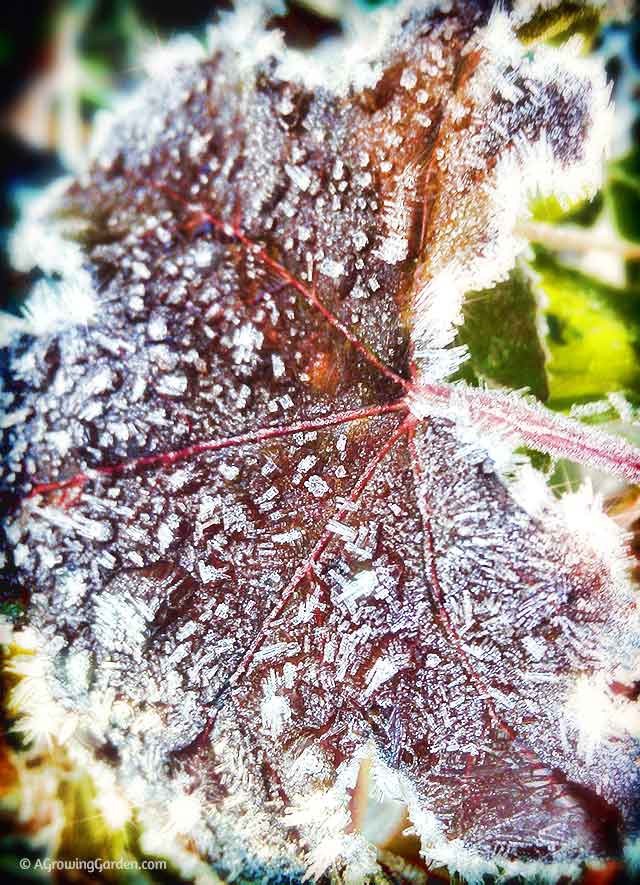 Frost in the Garden