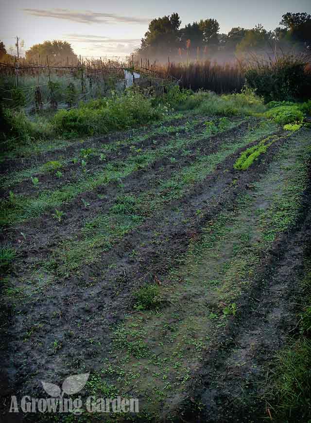 Fall Garden Rows