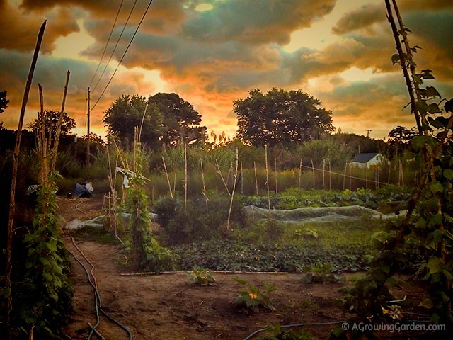 Garden Sunrise - September 23, 2013