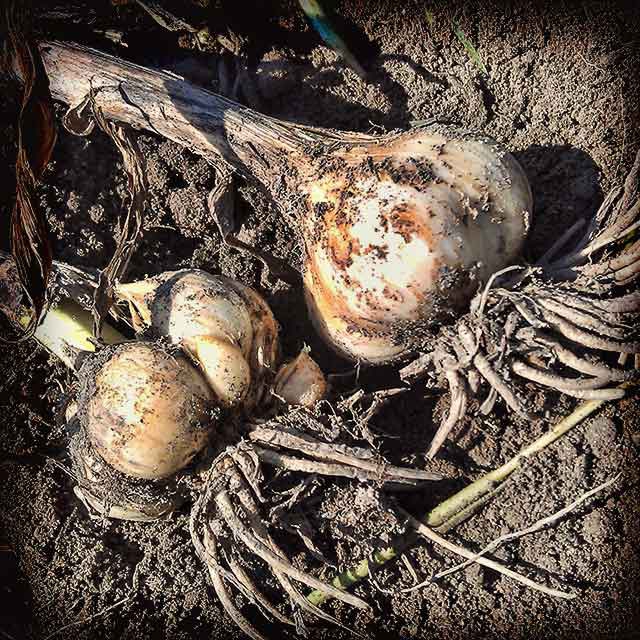 When to Plant Garlic