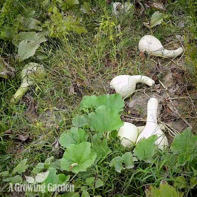 Giant African Bottle Gourd - Video Update!