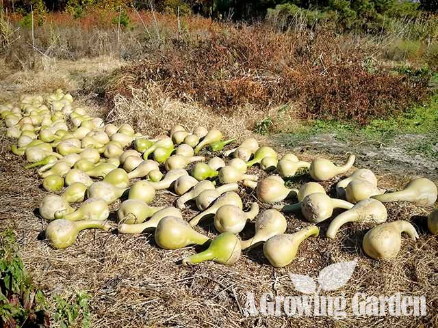 Giant African Gourd Harvest