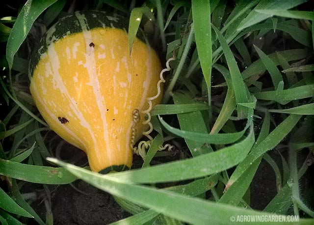 How to Grow Gourds