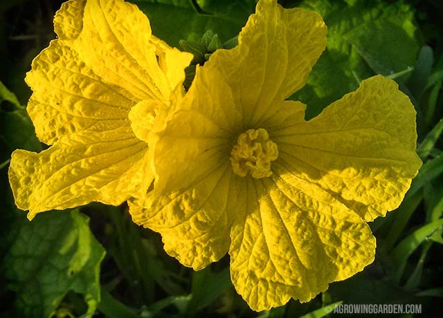 Gourd Flowers