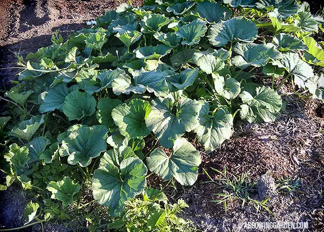 Giant African Bottle Gourds